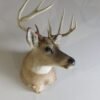 Whitetail Deer Taxidermy For Sale