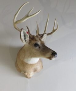 Whitetail Deer Taxidermy For Sale