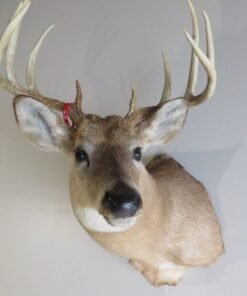 Whitetail Deer Taxidermy For Sale