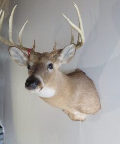 Whitetail Deer Taxidermy For Sale