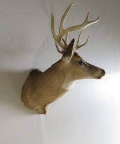 Whitetail Deer Taxidermy For Sale