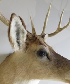 Whitetail Deer Taxidermy For Sale