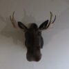 Bull Moose Taxidermy Mount