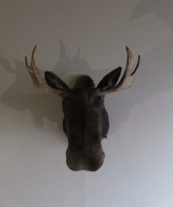Bull Moose Taxidermy Mount