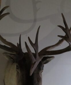 Caribou Mount For Sale