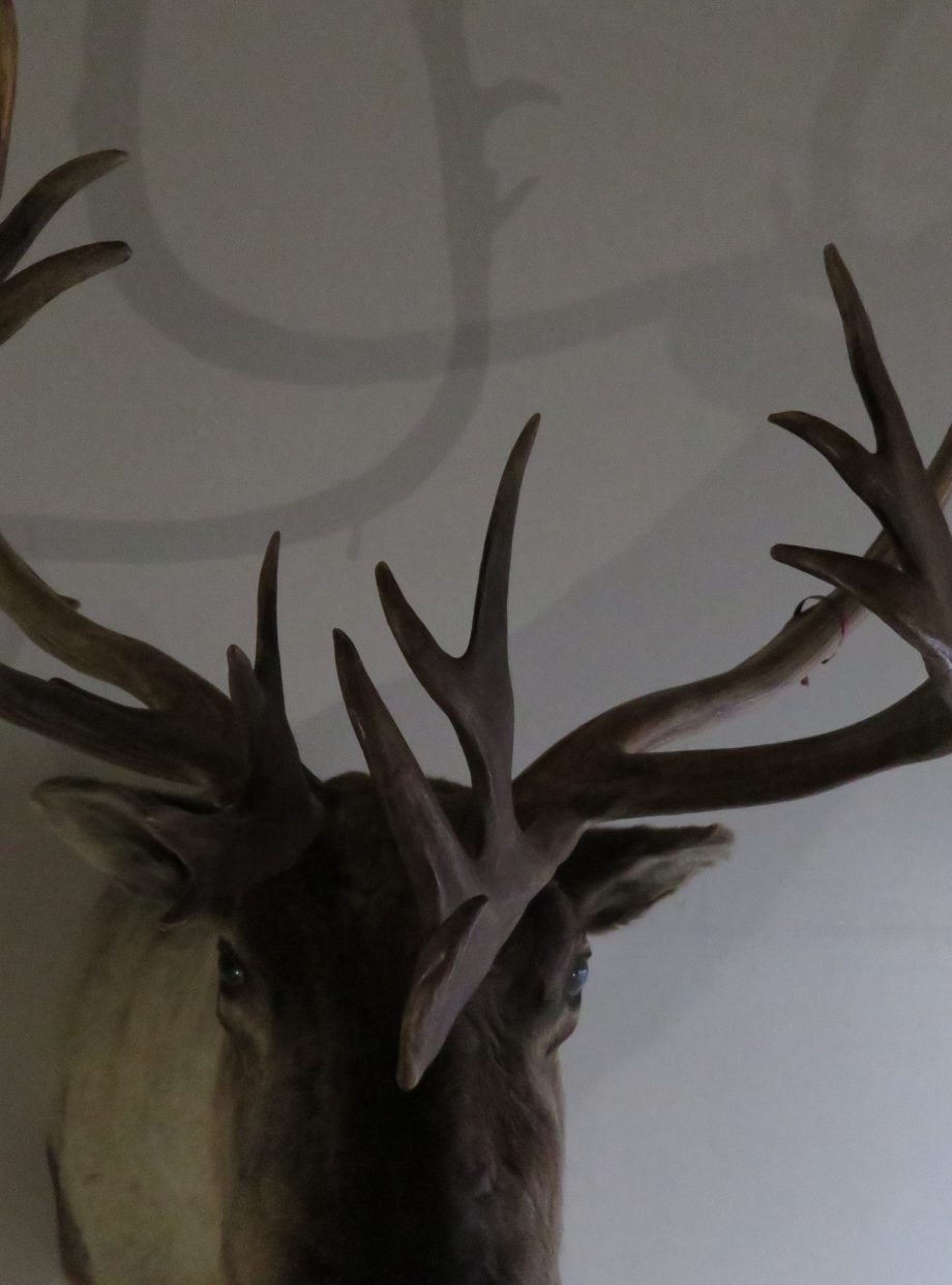 Caribou Mount For Sale