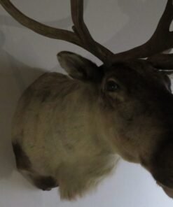 Caribou Mount For Sale