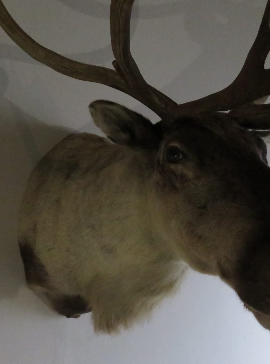 Caribou Mount For Sale
