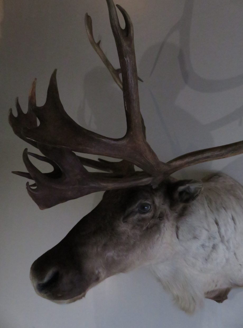 Caribou Mount For Sale