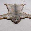 Bobcat Taxidermy Rug C-103B