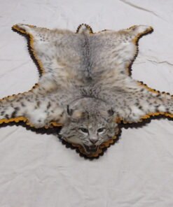 Bobcat Taxidermy Rug C-103B