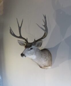 Mule Deer Shoulder Mount
