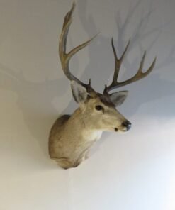 Mule Deer Shoulder Mount
