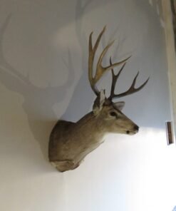 Mule Deer Shoulder Mount