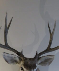 Mule Deer Shoulder Mount