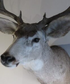 Mule Deer Shoulder Mount