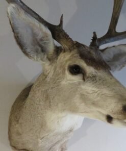 Mule Deer Shoulder Mount