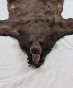 Brown Bear Taxidermy Rug