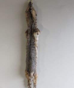 Bobcat Fur For Sale