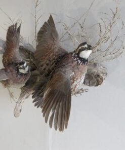 BobWhite Quail (2) Life-Size Mount On Wood 