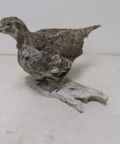 Sage Grouse – Life Size Standing Mount