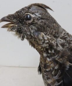Ruffed Grouse Taxidermy For Sale