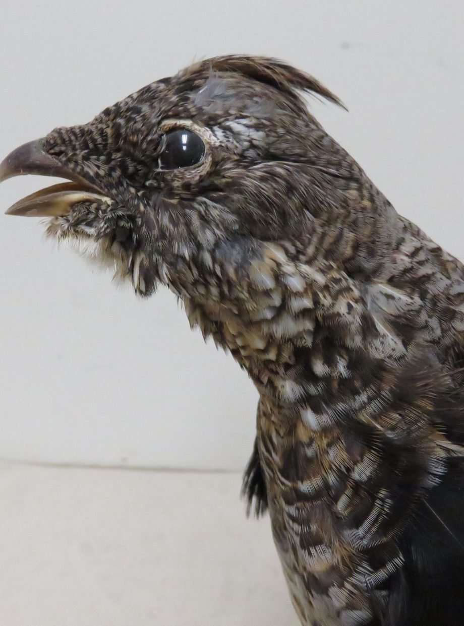 Ruffed Grouse Taxidermy For Sale