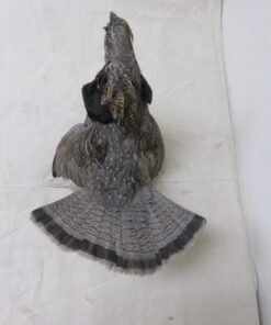 Ruffed Grouse Taxidermy For Sale