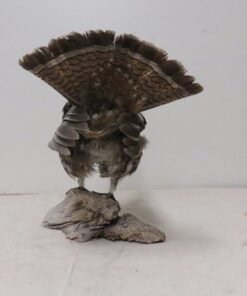 Ruffed Grouse Standing Life Size Mount