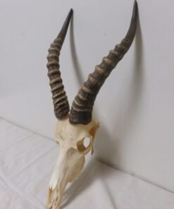 Blesbok European Mount X-105I