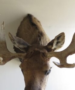 Moose Taxidermy For Sale