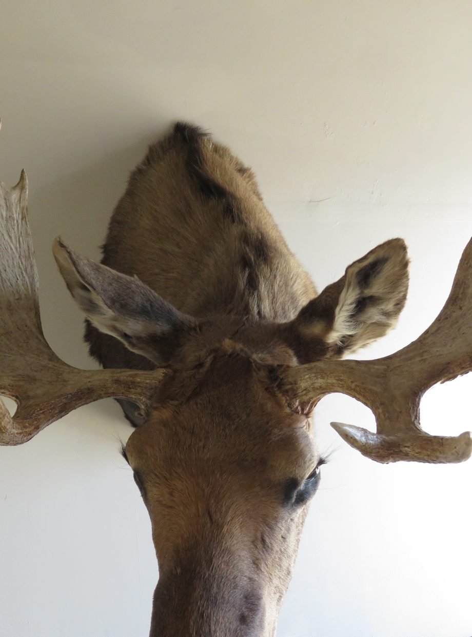 Moose Taxidermy For Sale