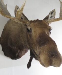 Moose Taxidermy For Sale