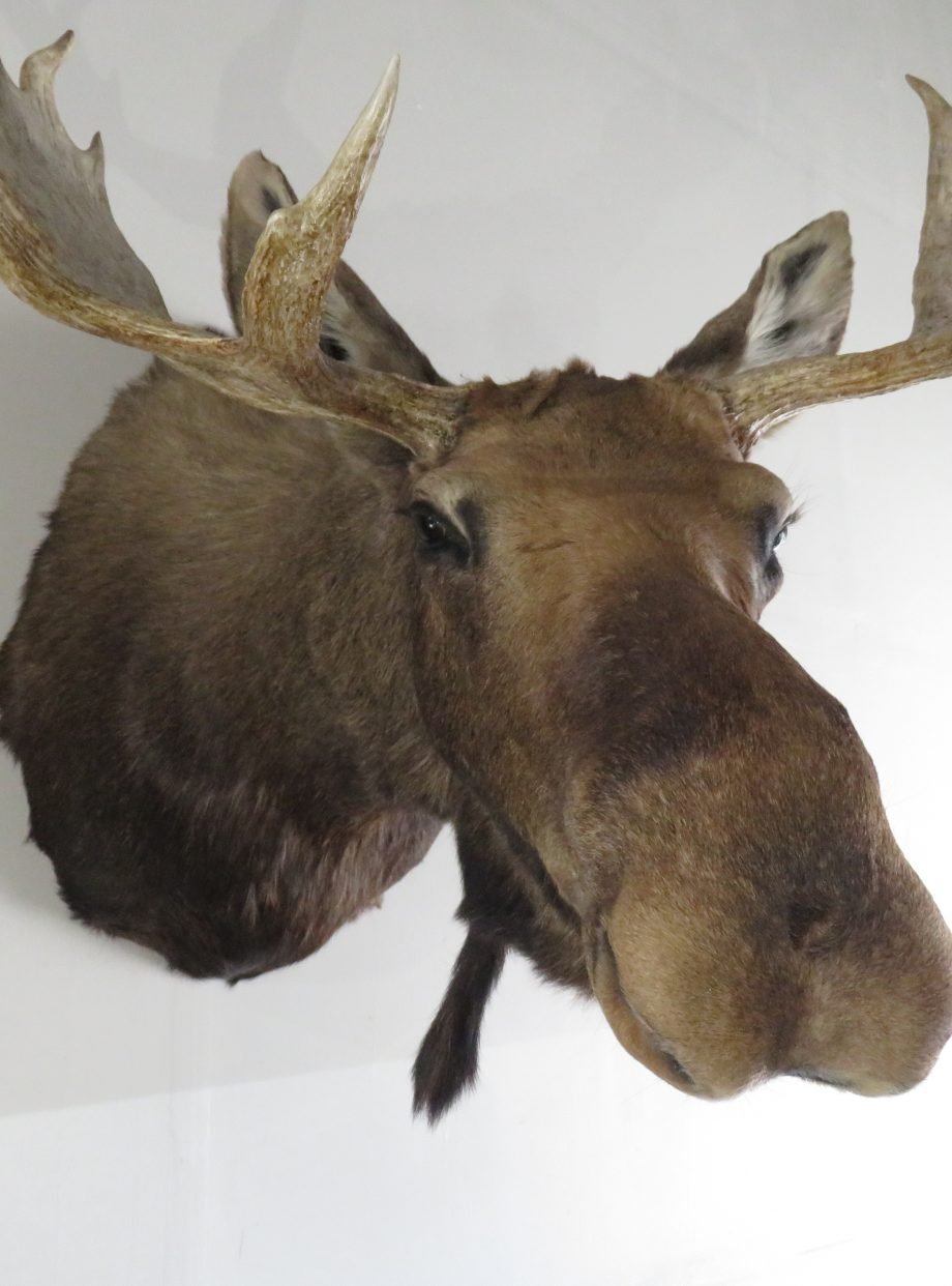 Moose Taxidermy For Sale