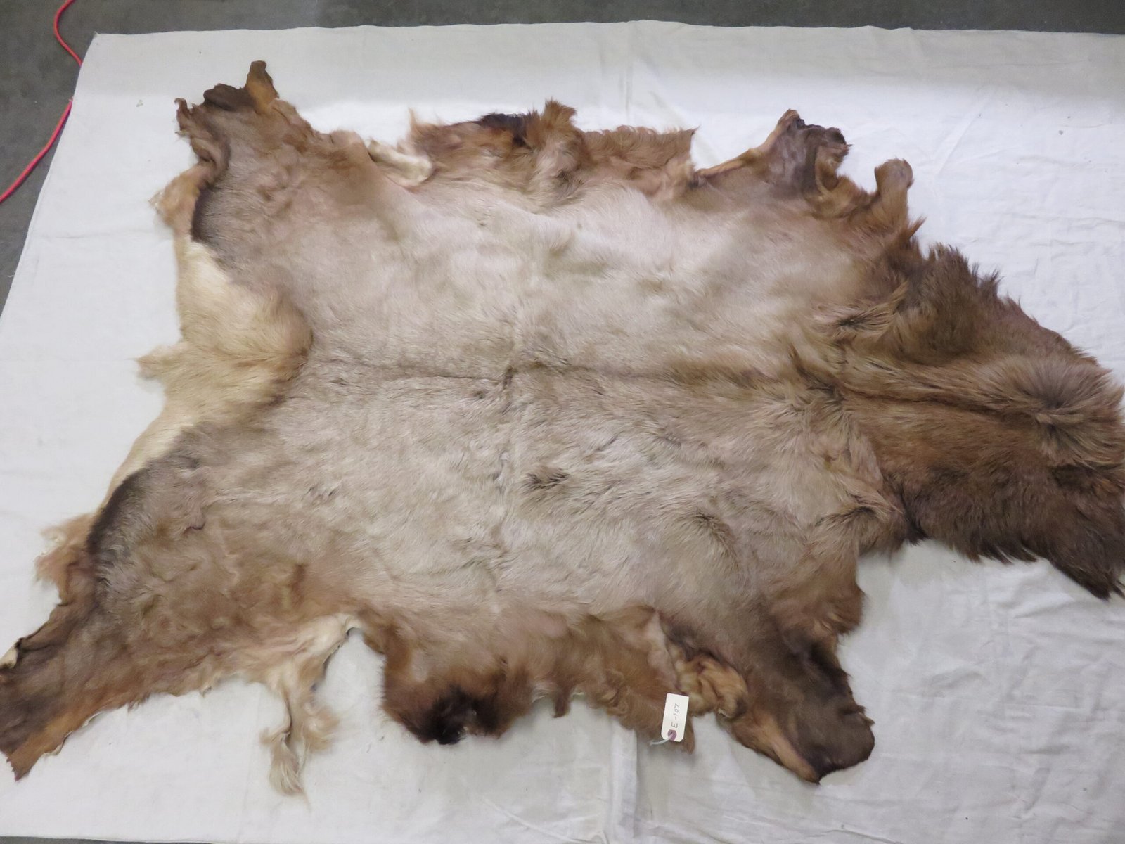 Elk Blanket Taxidermy Tanned Hide
