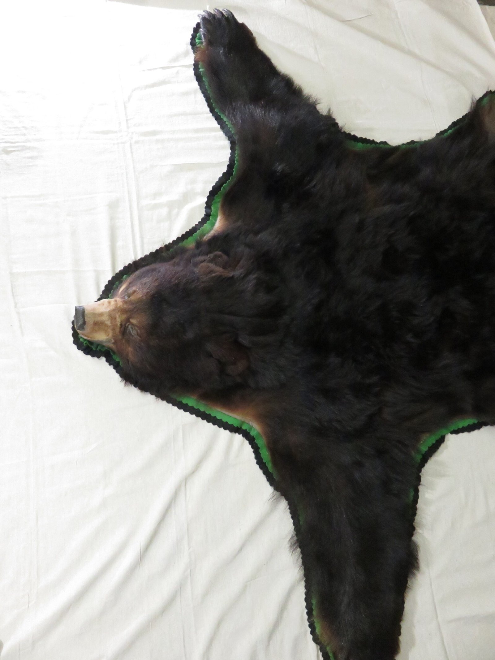 Alaska Black Bear Taxidermy Rug
