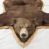 Brown Bearskin Taxidermy Rug 