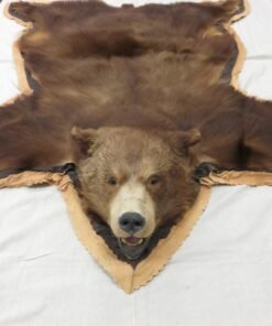 Brown Bearskin Taxidermy Rug 