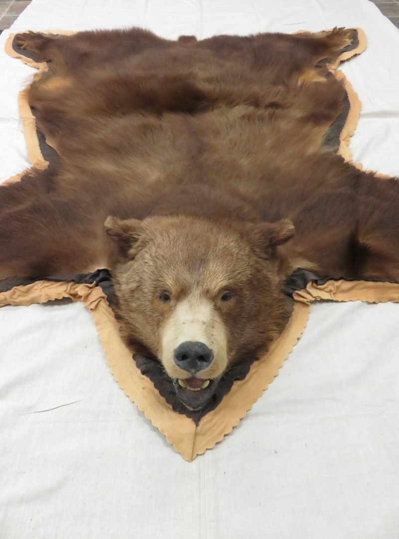 Brown Bearskin Taxidermy Rug