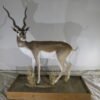 Taxidermy Animals For Sale