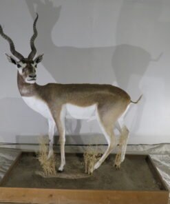 Taxidermy Animals For Sale