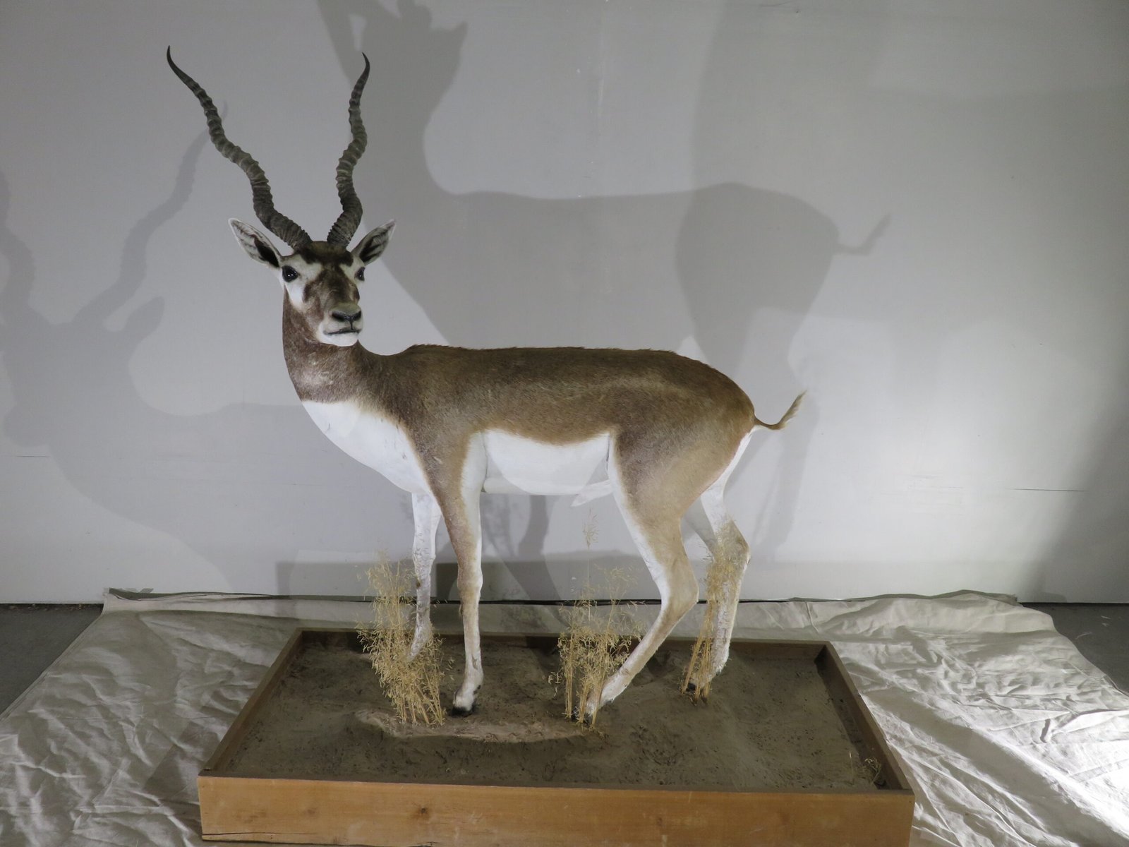 Taxidermy Animals For Sale