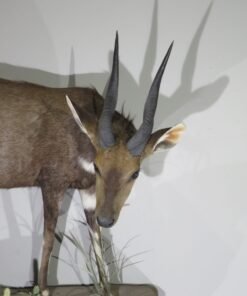 African Bushbuck Mount