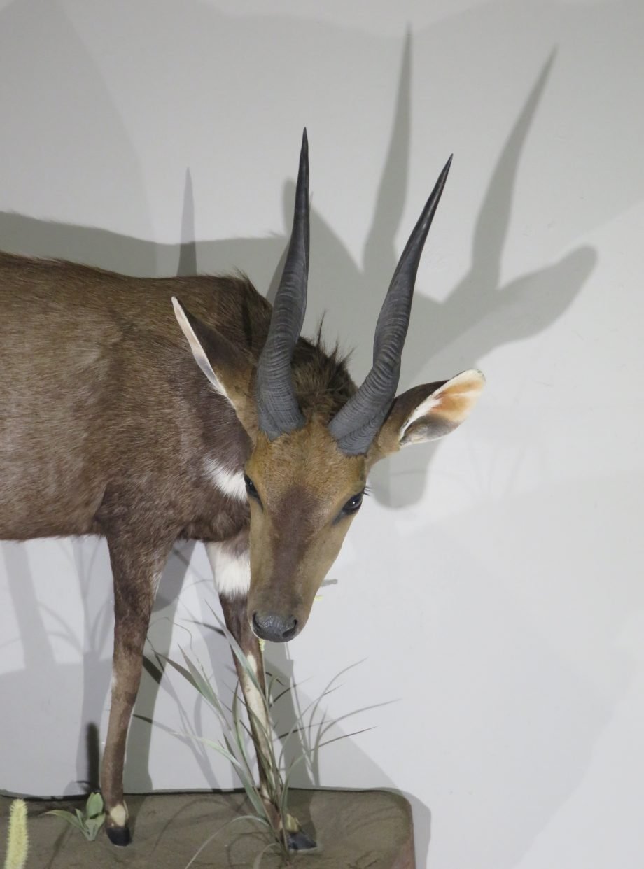 African Bushbuck Mount