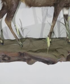 African Bushbuck Mount