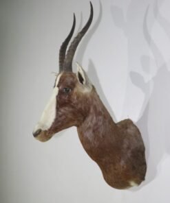 African Blesbok Taxidermy Mount