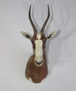 African Blesbok Taxidermy Mount