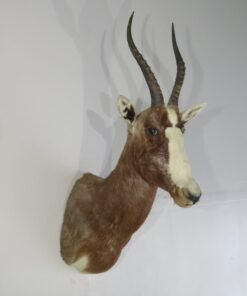 African Blesbok Taxidermy Mount