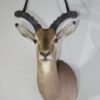 African Impala Taxidermy