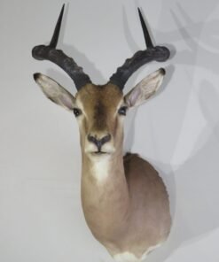 African Impala Taxidermy